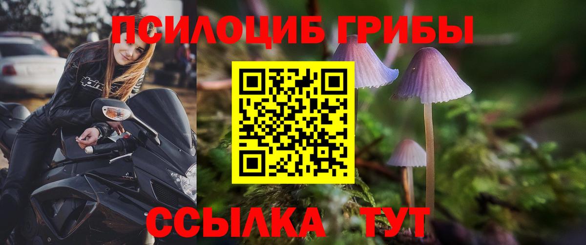 Галлюциногенные грибы Psilocybe Унеча